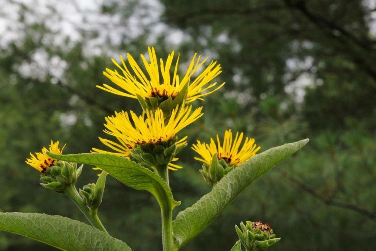Jardins De L'Achillee Millefeuille Panzió La Conception Kültér fotó